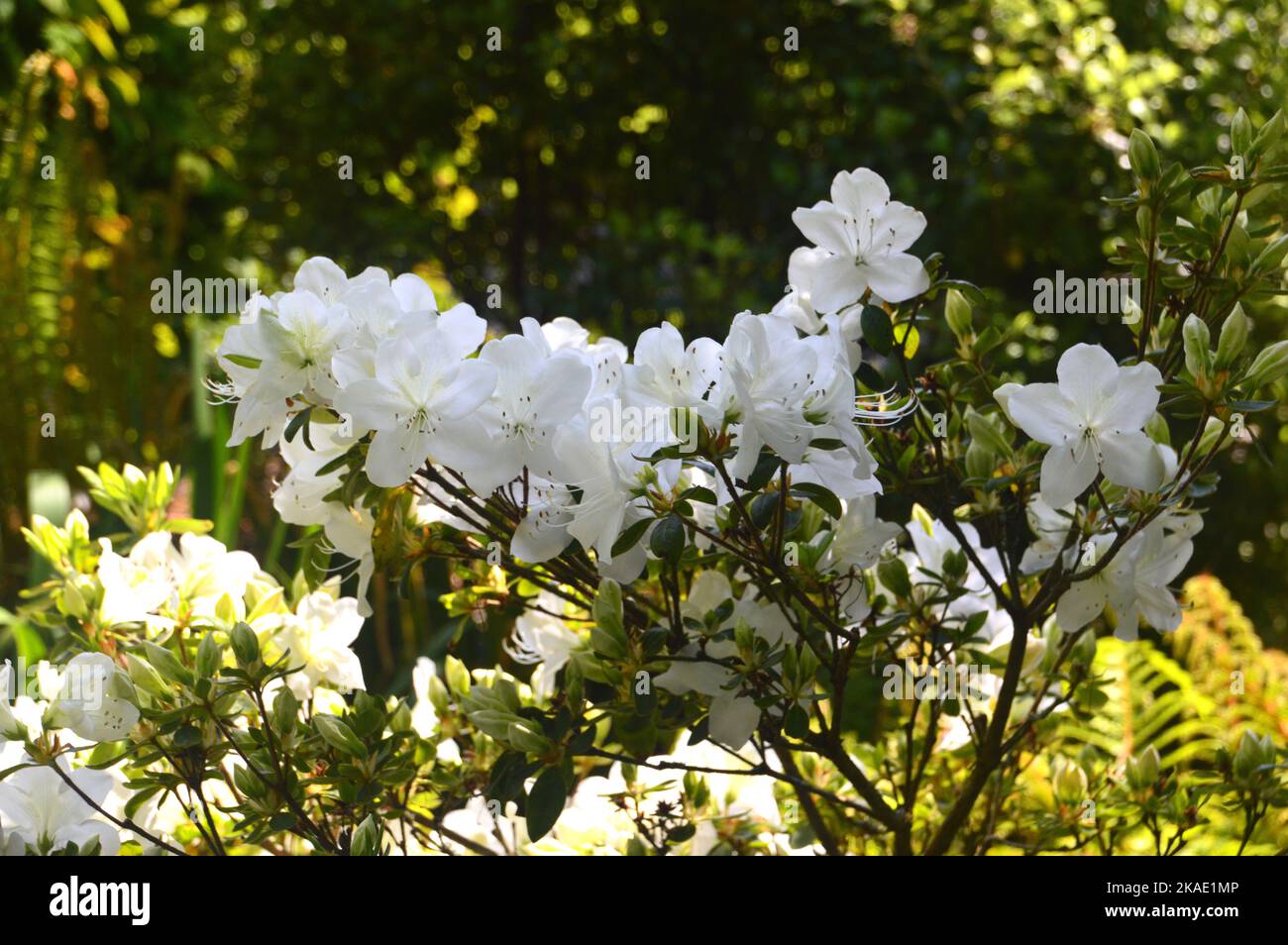 White Rhododendron `Snow Hill` (Azalea) Flowers grown at RHS Garden Rosemoor, Torrington, Devon, England, UK. Stock Photo